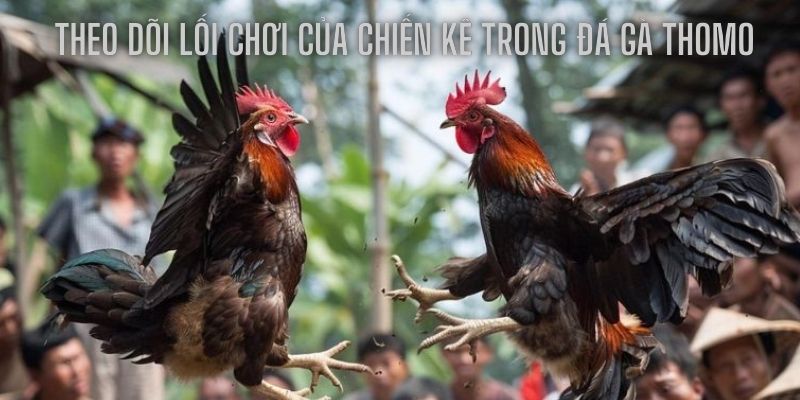 Theo dõi lối chơi của gà chọi là một kinh nghiệm cực đỉnh