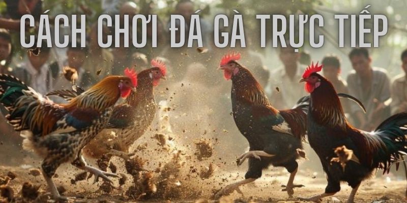 Hiểu rõ cách chơi đá gà trực tiếp để năng cao cơ hội thắng cược